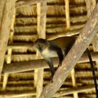 Unguja Lodge Monkey animals zanzibar