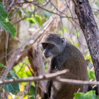 Unguja lodge monkey